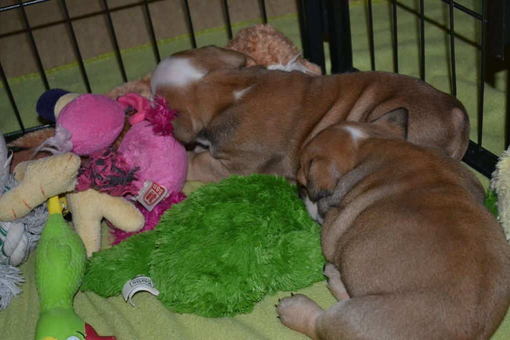 comment les chiots vivent chez moi (portée Guess 2014)