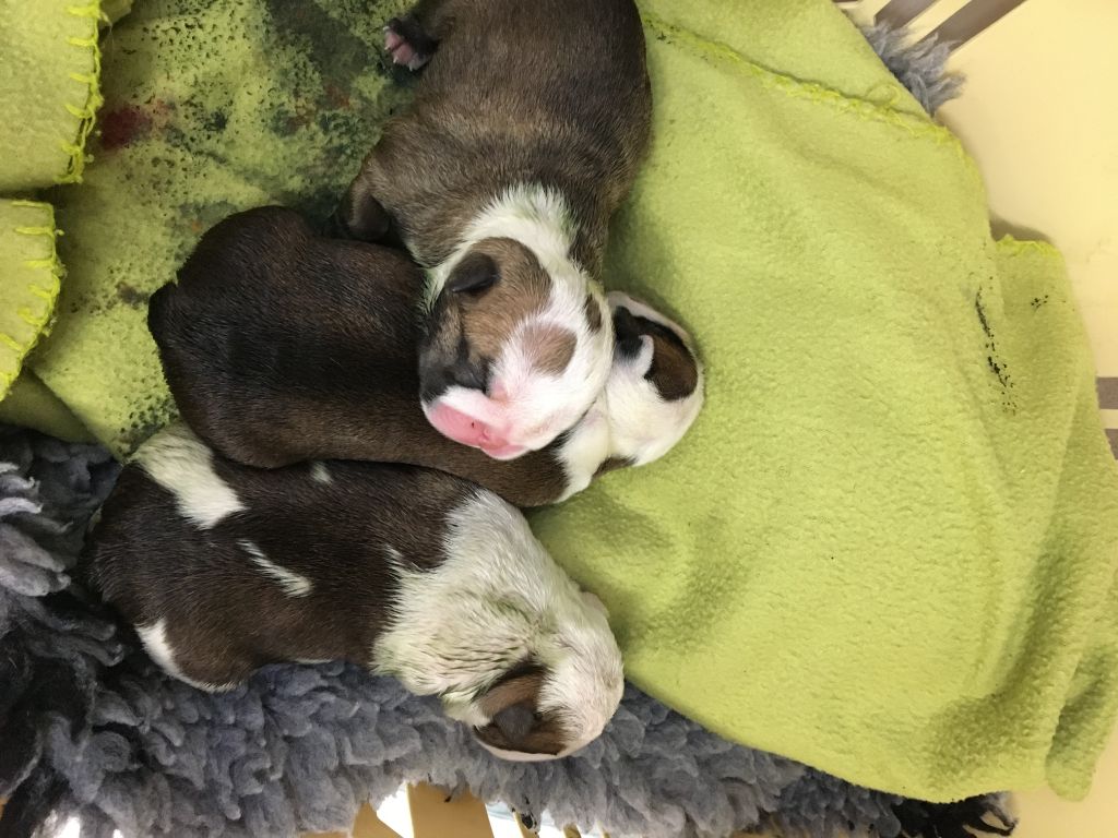 Chiot Bulldog Anglais Virginie Lesage